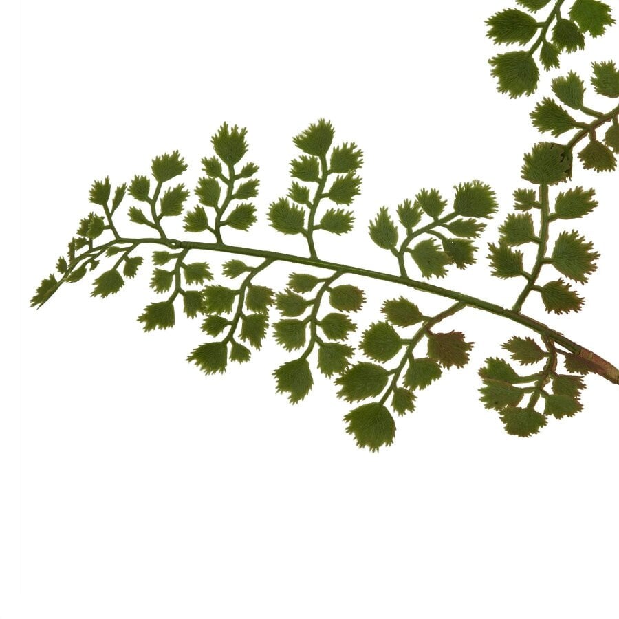 Wyld Haus Set of 3 Artificial Flowers Maidenhair Fern Stems