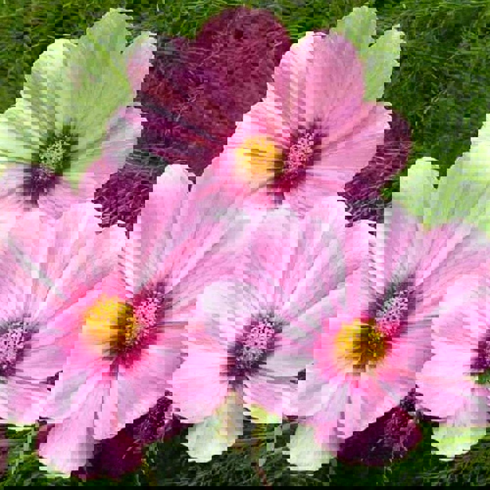 Cosmos bipinnatus Sensation Gloria seeds