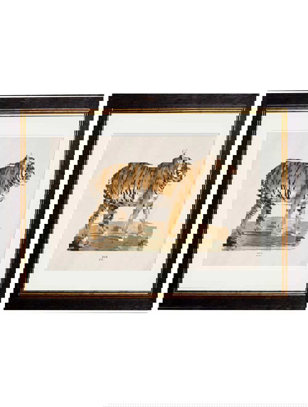 Exceptional Art c.1824 Tiger