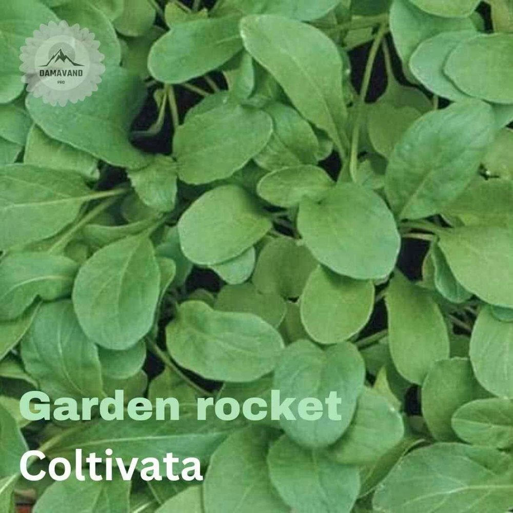 Garden rocket Coltivata Seeds