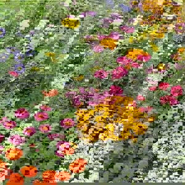 Ornamental Special Mixtures Dwarf annual flowers