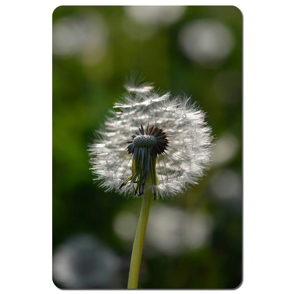 Benjamin Tate Design Seedhead of a Dandelion in spring, on a field close up flower head, fluffy flower (Placemat)