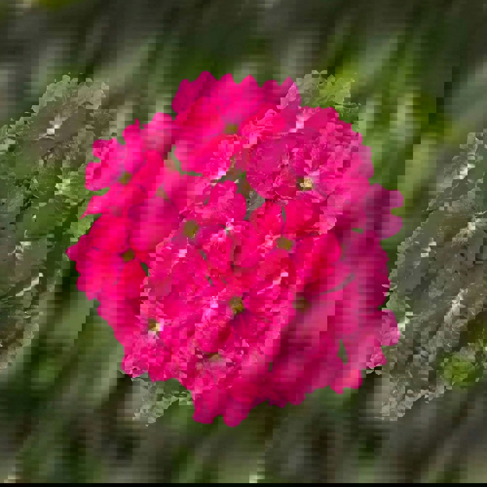 Products Verbena Lanai Deep Pink 9cm In Recyclable Pots x 3 Plants
