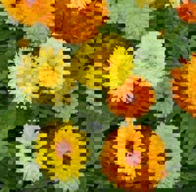 Art Shades Mixed Calendula seeds