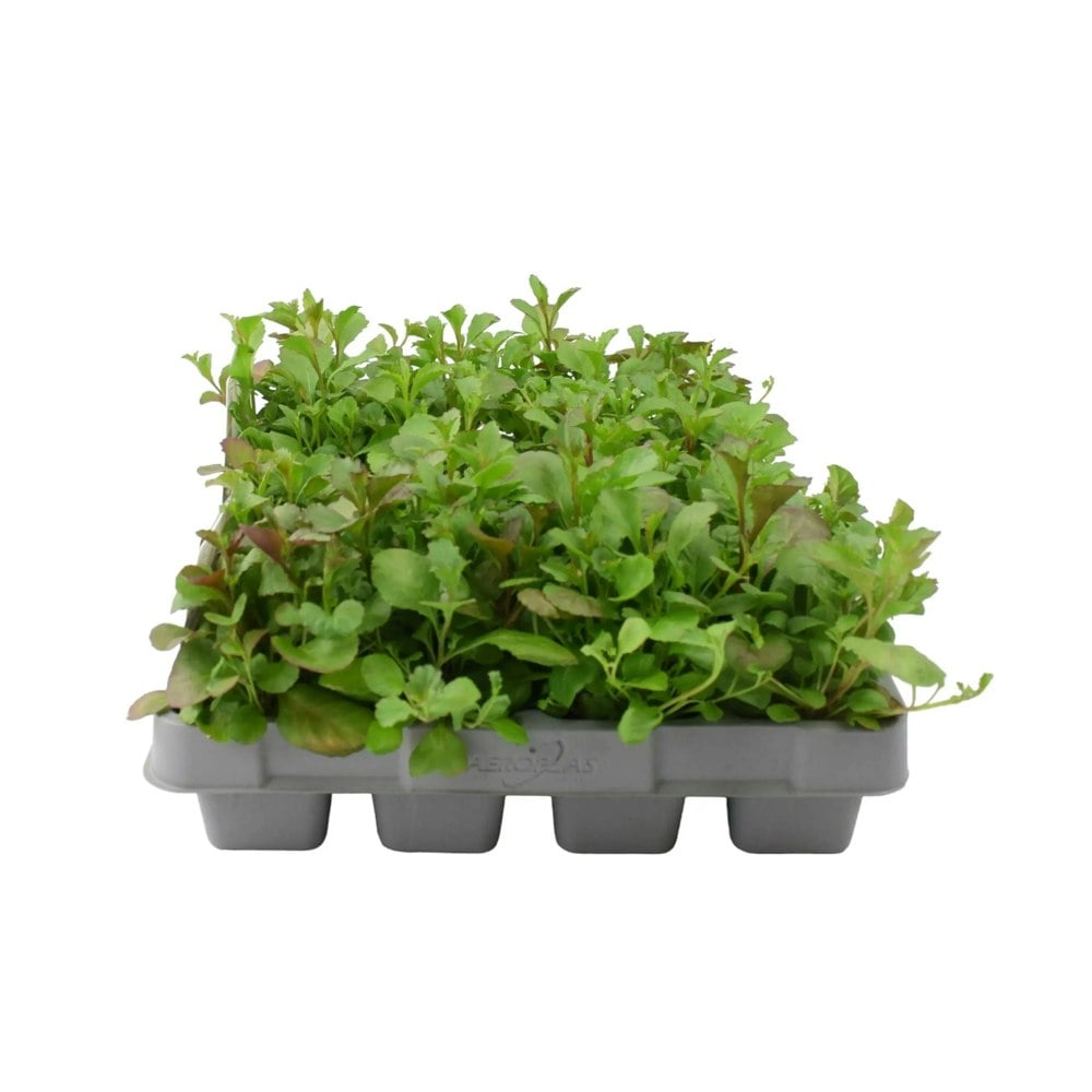 Lobelia Trailing Dark Blue 12 Pack x 2 (24 Plants)