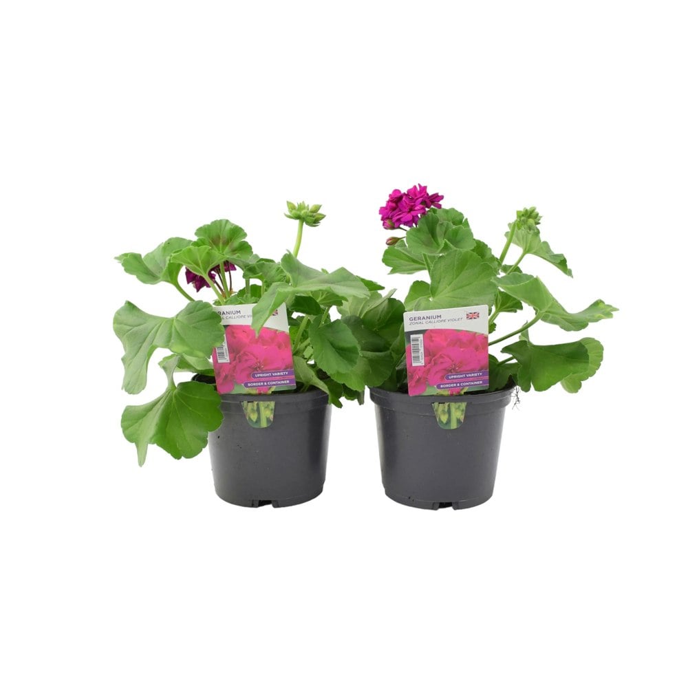 Geranium Zonal Calliope 1L Violet x 2 plants by post