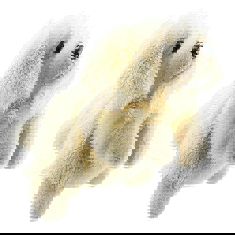 The Puppet Company Golden Retriever - Full-Bodied