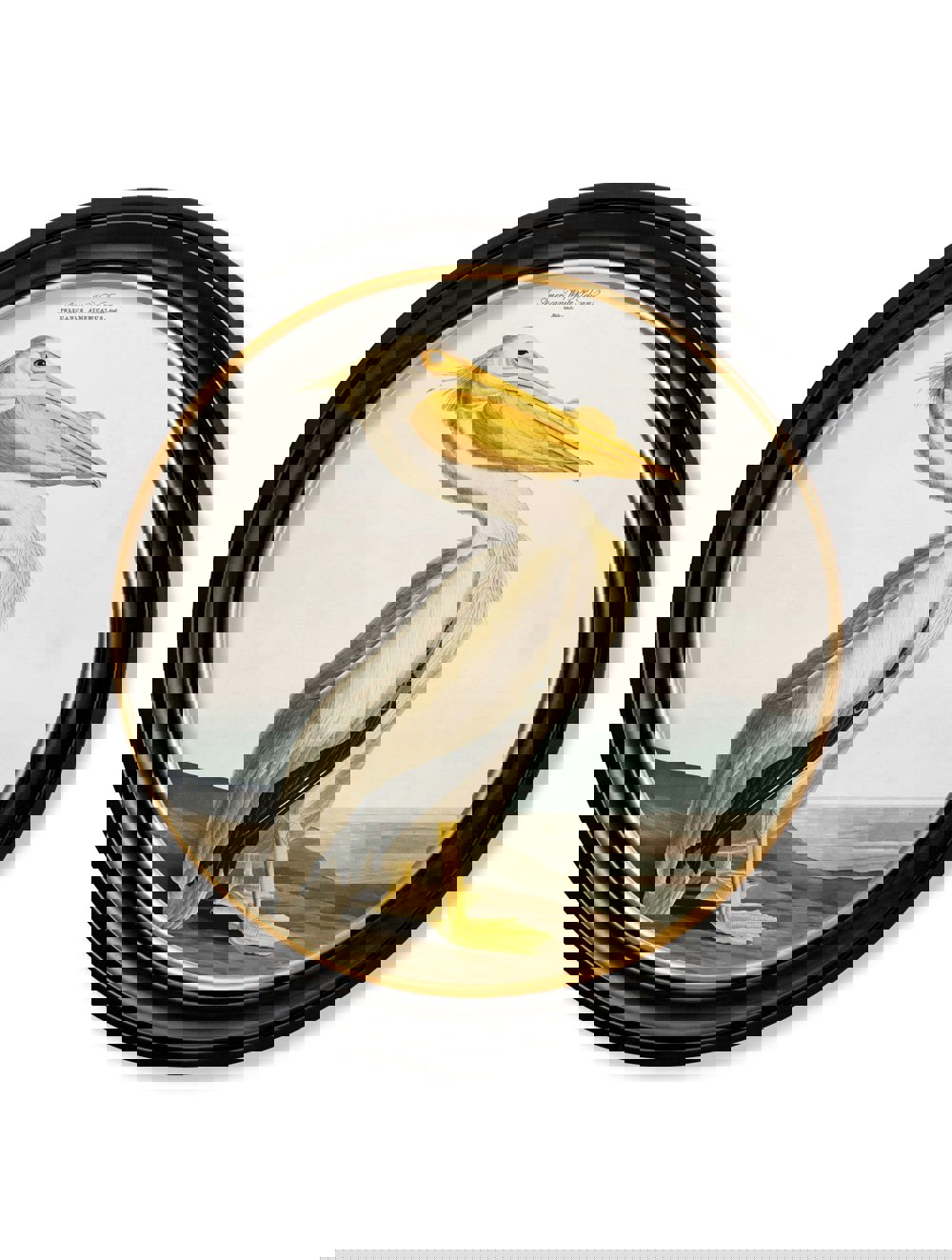 Exceptional Art c.1838 Audubon's Pelican - Light - Round Frame