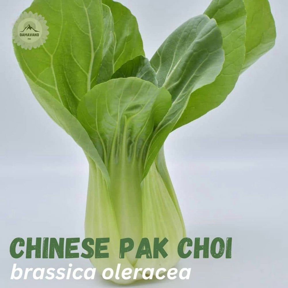 Chinese Pak Choi Seeds