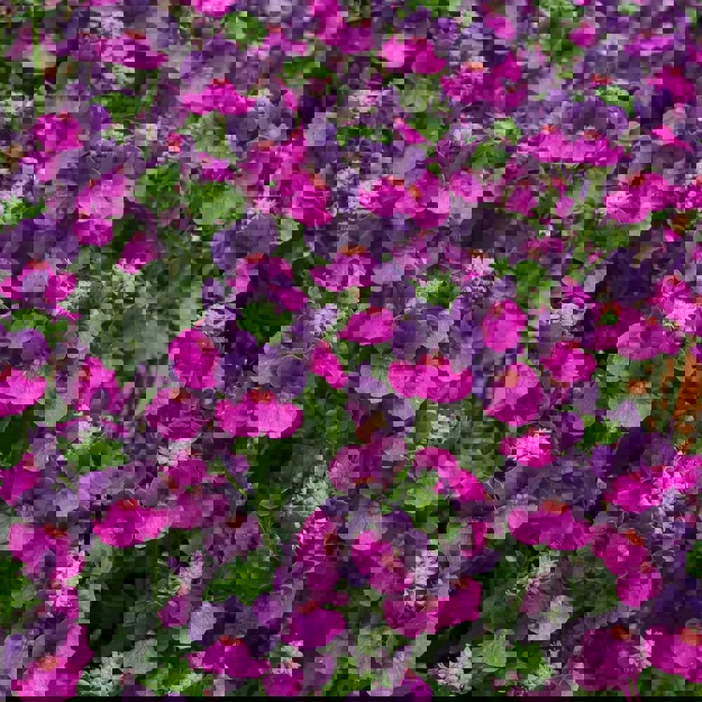 Nemesia Lady Lisa 9cm In Recyclable Pots x 3 Plants