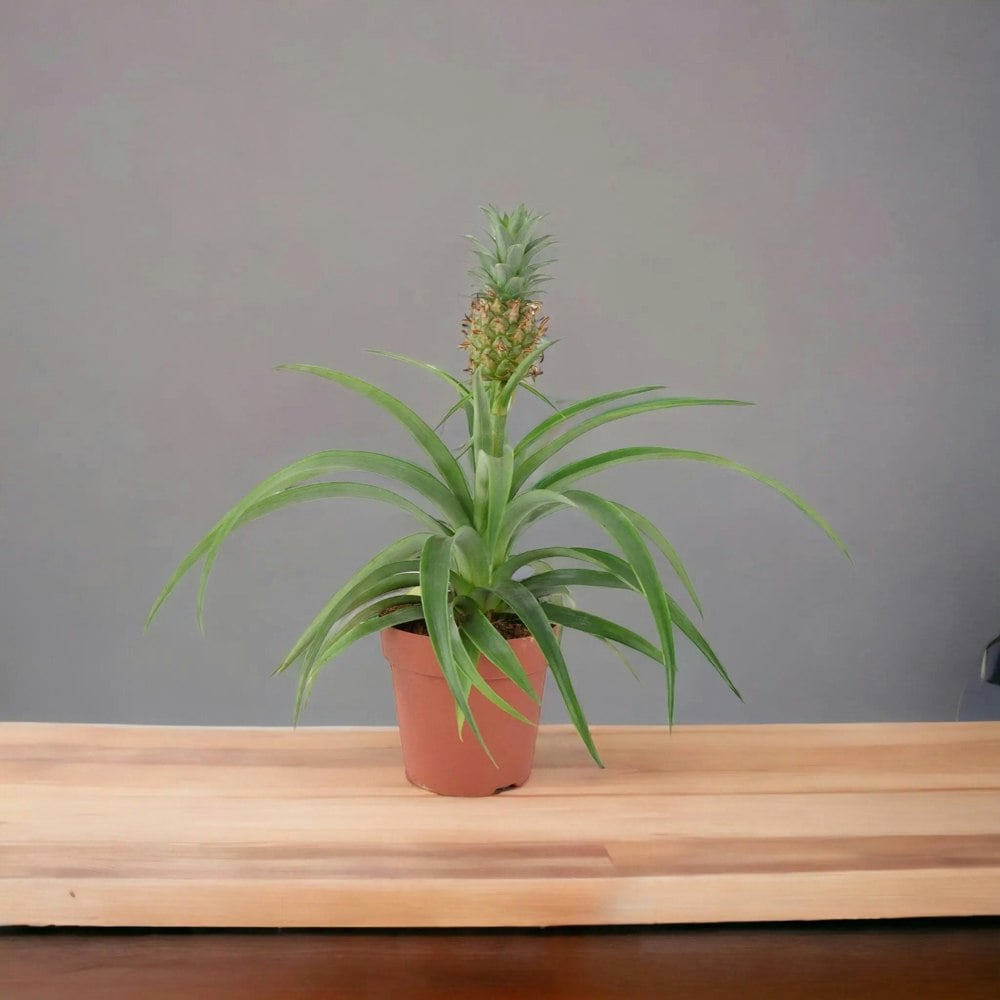 Pineapple in Sea Grass Basket Plants By Post