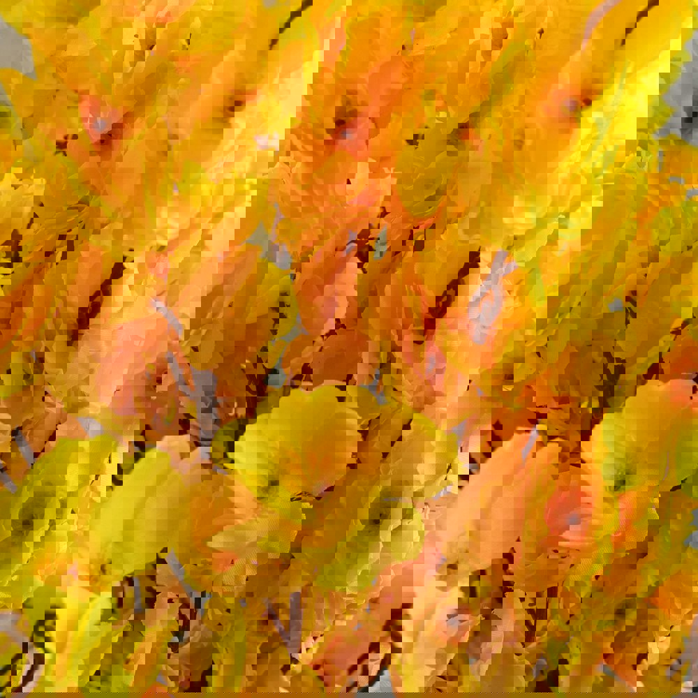 Leaf 90cm Artificial Yellow Blossom Tree