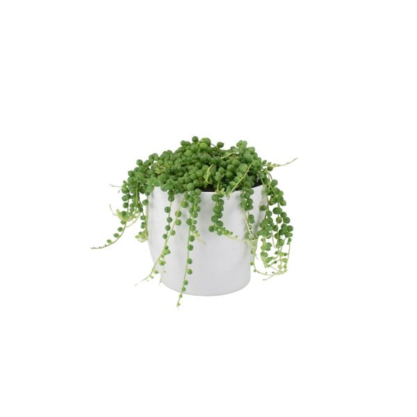 String Of Pearls (Senecio rowleyanus) 12cm