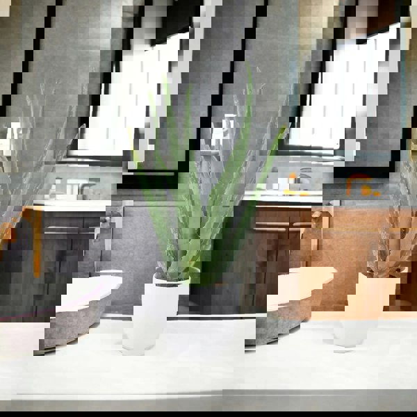 Aloe Vera Plant In 12cm
