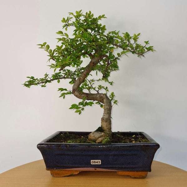 Chinese Elm (Ulmus Parvifolia) Bonsai Tree | Shaped | In 25cm Pot