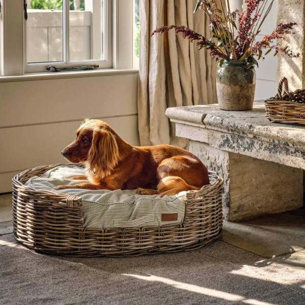 A golden Spaniel relaxing in a large hand-woven rattan pet bed with a sage green striped cushion in a sunlit room.
