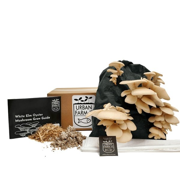 Urban Farm-It White Elm Oyster Mushroom Growing Kit