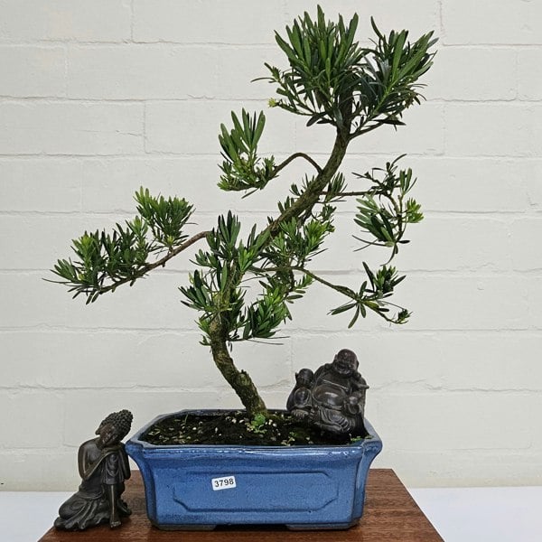 Yorkshire Bonsai Buddhist Pine (Podocarpus Micro) Bonsai Tree | Shaped | In 25cm Pot