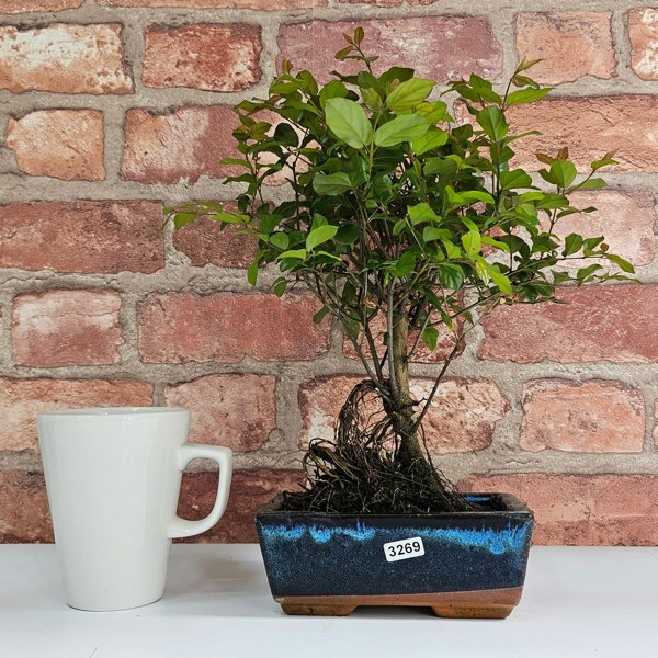 Yorkshire Bonsai Bird Plum (Sageretia) Bonsai Tree | Broom | In 15cm Pot