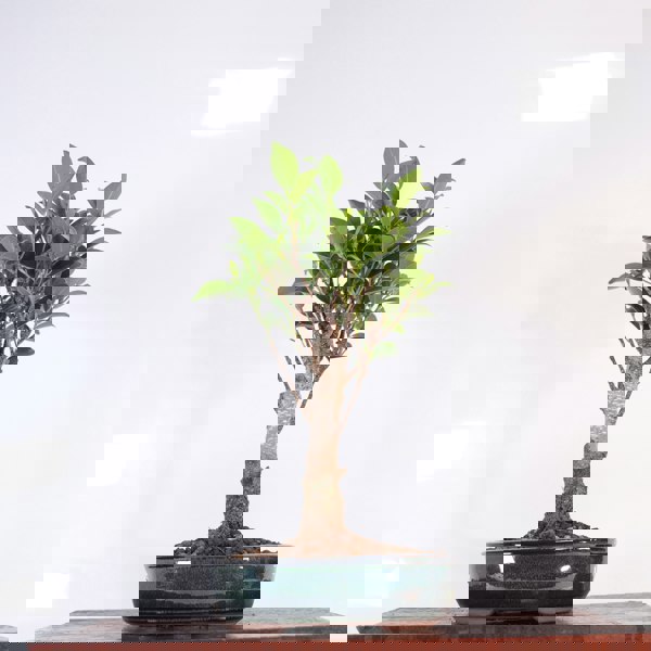 Yorkshire Bonsai Ficus Microcarpa (Banyan Fig) Indoor Bonsai Tree | Broom | In 16cm Pot | Excellent Gift