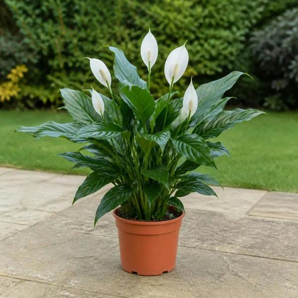 Spathiphyllum Peace Lily 17cm Pot – Easy Care Flowering Indoor Houseplant