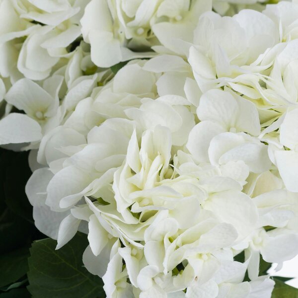 Wyld Haus Set of 3 Artificial Flowers White Hydrangea Bouquets