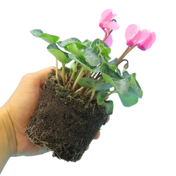 Cyclamen Salmon 10.5cm Pot Pack of 3 & 6 Flowering Outdoor Plants Plants By Post