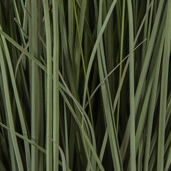 Wyld Haus 50cm Grass Plant (pot not included)