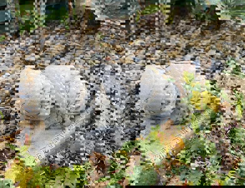 Charming Stone Cast Small Lying Monk in Robe