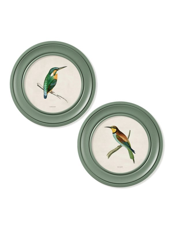Exceptional Art c.1870 Kingfisher and Bee Eater - Round Frame Green