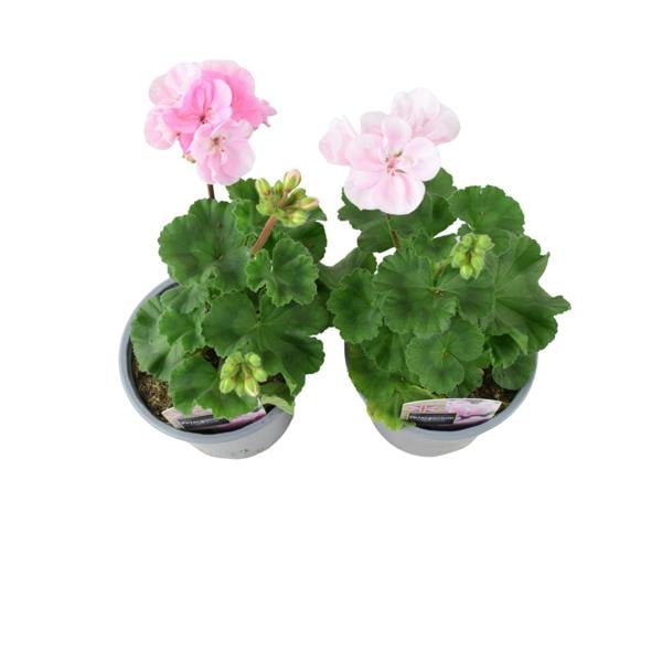 Zonal Geranium Upright Mixed Colours – Set of 2 x 1L Potted Plants Plants By Post