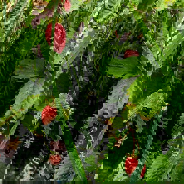 Silver Circle Distillery Greener Pastures Gin - Batch 2