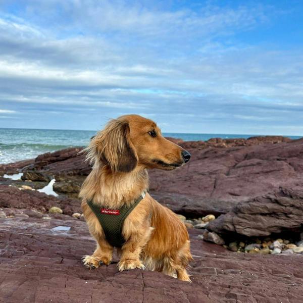EzyDog FORMFIT® Mesh Dog Harness in Green