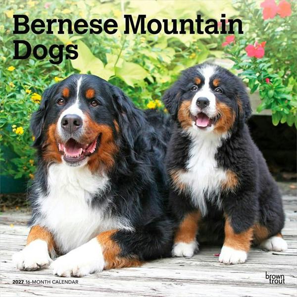 Bernese Mountain Dogs Calendar 2027, Wall Calendars, Month To View, Dogs, Gift