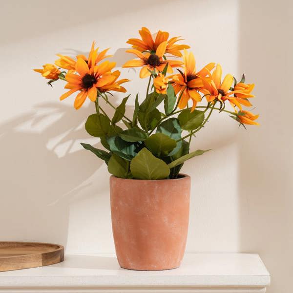 Scottish Everlastings 33cm Orange Rudbeckia in Terracotta Pot