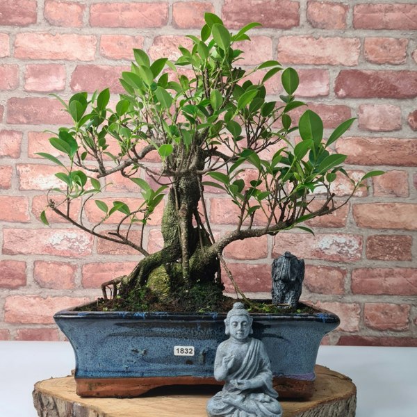 Yorkshire Bonsai Ficus Microcarpa (Banyan Fig) Indoor Bonsai Tree | Shaped | In 30cm Pot