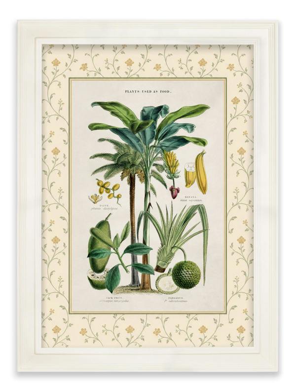Exceptional Art c.1877 Plants Used as Food and Clothing with Floral Mount - Cream Hurstwood Frame