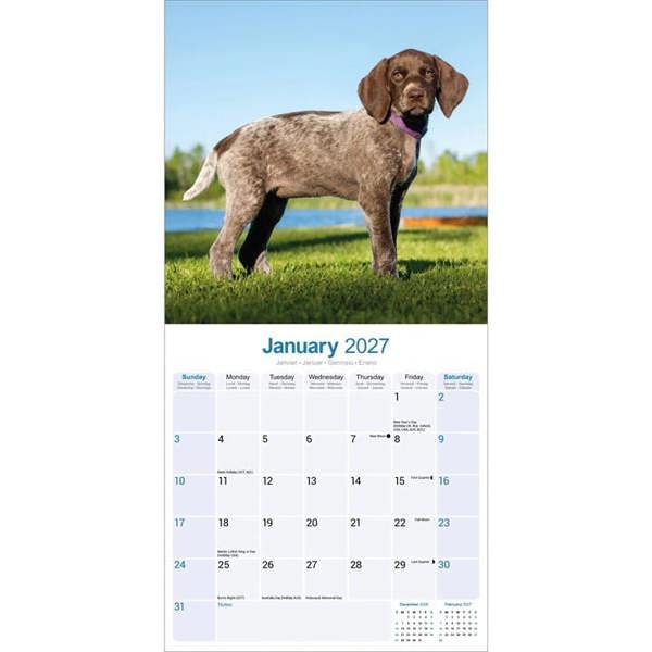 German Shorthaired Pointer Calendar 2027, Wall Calendars, Month To View, Dogs, Gift