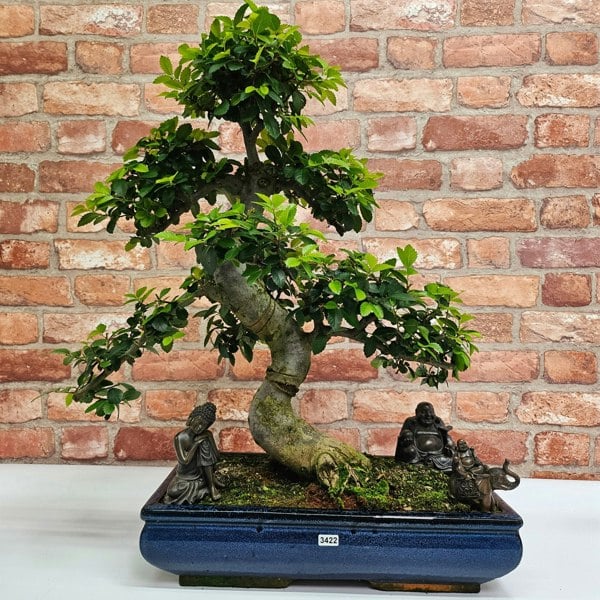 Yorkshire Bonsai Large Chinese Elm (Ulmus Parvifolia) Bonsai Tree | Shaped | In 40cm Pot