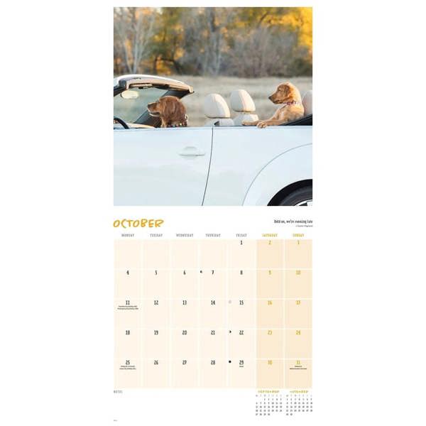Comedy Pet Photography Awards Calendar 2027, Wall Calendars, Month To View, Humour, Gift