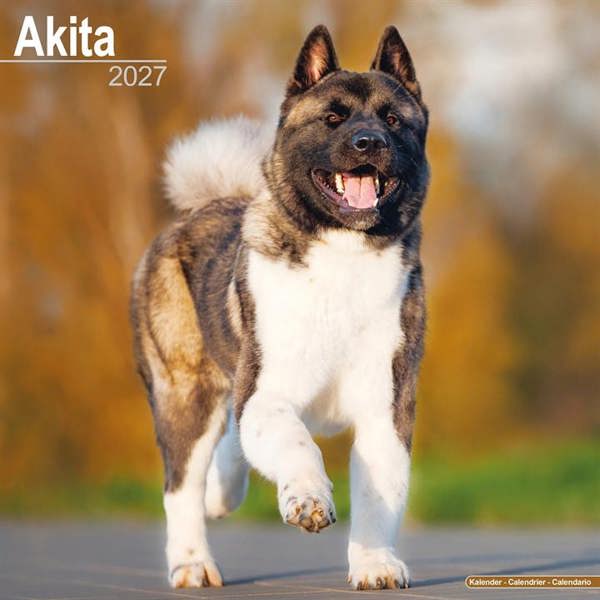Akita Calendar 2027, Wall Calendars, Month To View, Dogs, Gift