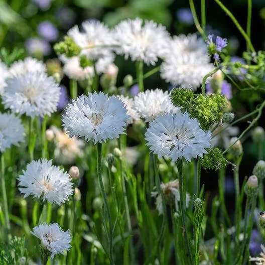 cornflower seeds white plains