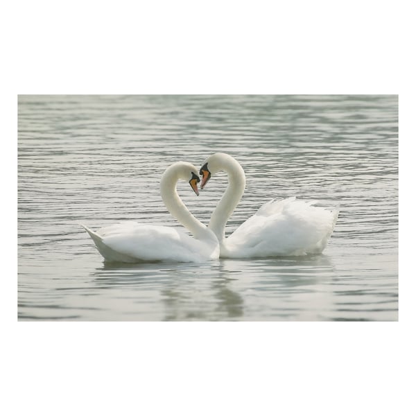 Large Swans Canvas Print, Romantic Water Scene of Two Swans Touching, 100 x 60 cm, Stretched Canvas on Wooden Frame