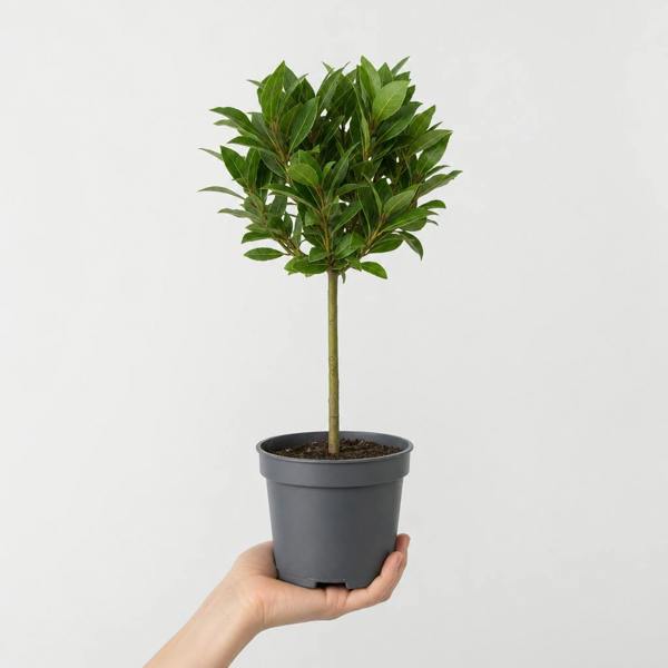 Bay Tree 60-70cm in 2L Pot Laurus nobilis