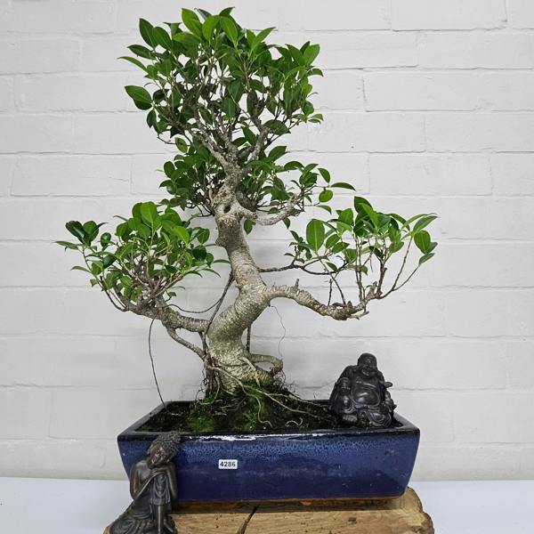 Yorkshire Bonsai Ficus Microcarpa (Banyan Fig) Large Indoor Bonsai Tree | Shaped | In 35cm Pot
