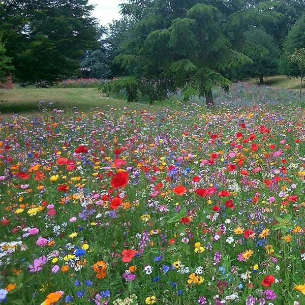 DamavandPro 5kg wildflower Seeds Quality: 100% Pure Flower Seeds