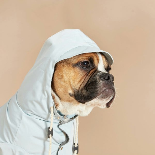 Dog Wears A Blue Dog Raincoat With Peaked Hood