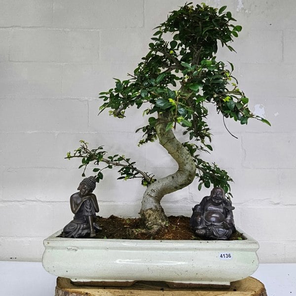 Yorkshire Bonsai Large Chinese Elm (Ulmus Parvifolia) Bonsai Tree | Shaped | In 35cm Pot