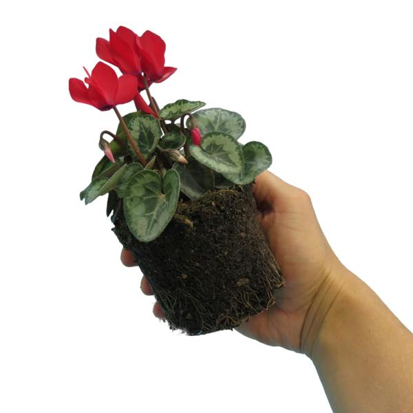 Cyclamen Silver Leaf Scarlet 10.5cm Pot Pack of 3 & 6 Flowering Outdoor Plants