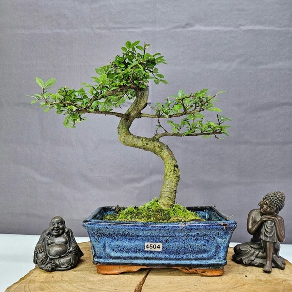 Yorkshire Bonsai Chinese Elm (Ulmus Parvifolia) Bonsai Tree | Shaped | In 20cm Pot